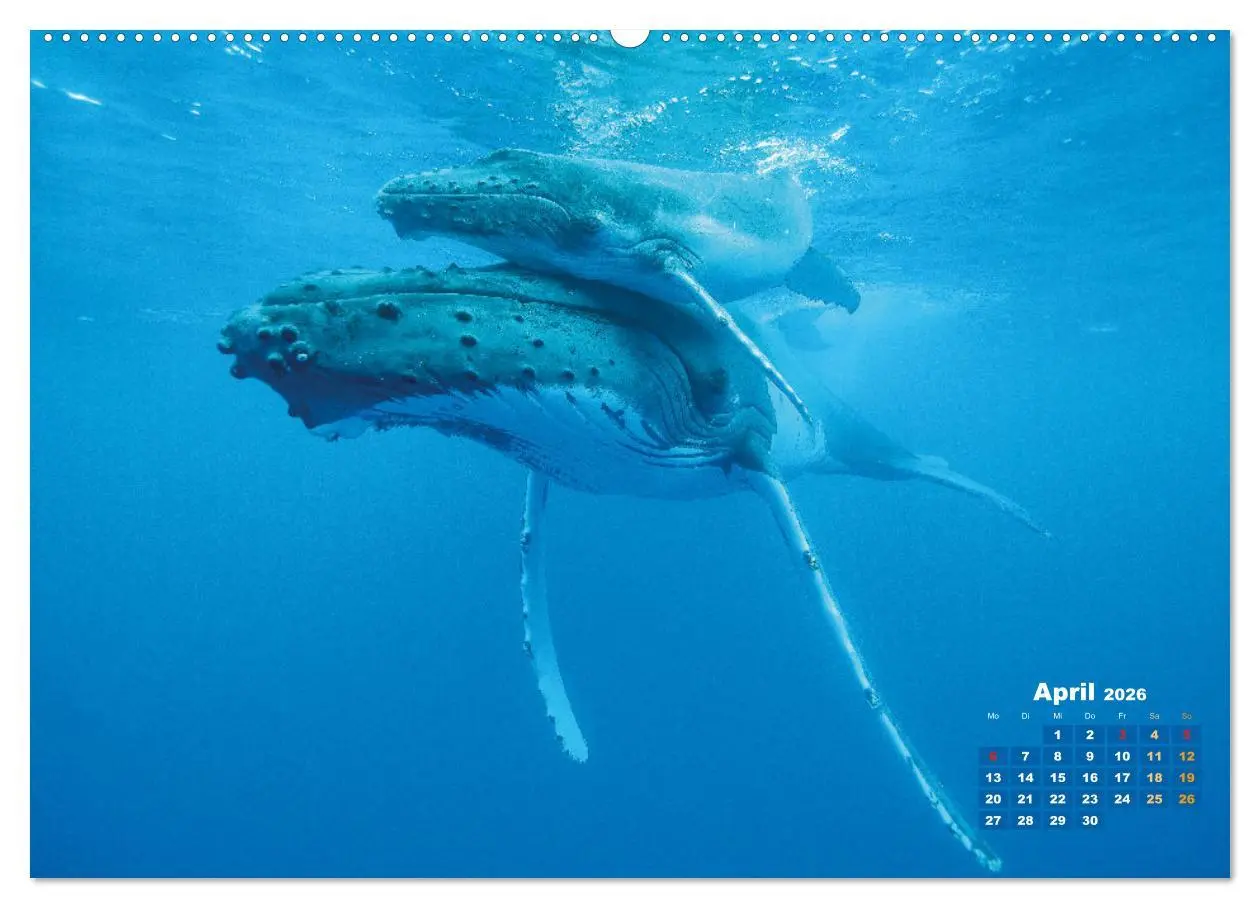 Bild: 9783457290163 | Buckelwale: Aus den blauen Tiefen der Ozeane (Wandkalender 2026 DIN...
