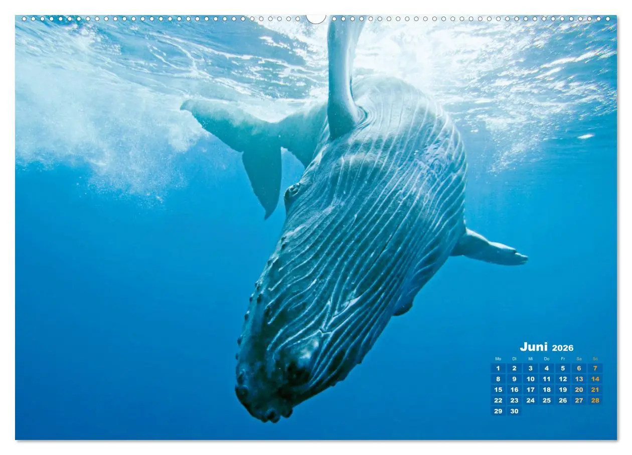 Bild: 9783457290163 | Buckelwale: Aus den blauen Tiefen der Ozeane (Wandkalender 2026 DIN...