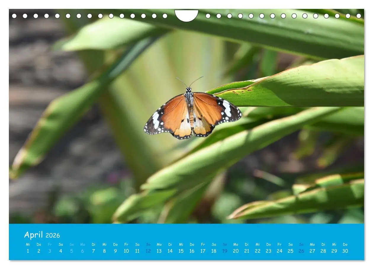 Bild: 9783457800263 | Cabo verde Inselgeflüster - Ilha do Sal (Wandkalender 2026 DIN A4...