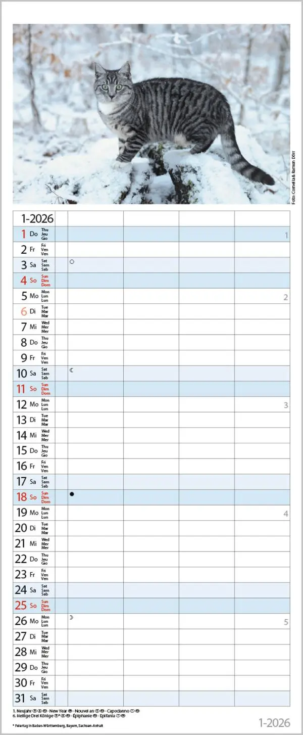 Bild: 9783731890263 | Auf Samtpfoten durch's Jahr 2026 | Verlag Korsch | Kalender | 14 S.