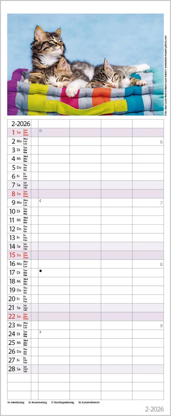 Bild: 9783731890263 | Auf Samtpfoten durch's Jahr 2026 | Verlag Korsch | Kalender | 14 S.