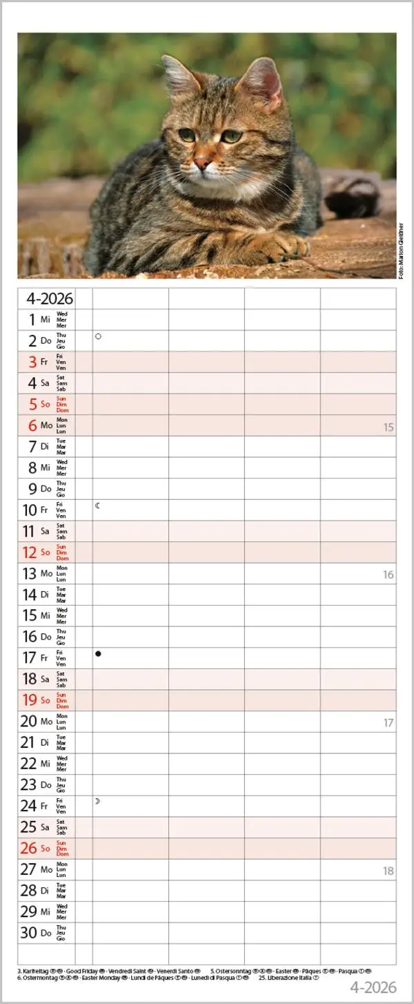 Bild: 9783731890263 | Auf Samtpfoten durch's Jahr 2026 | Verlag Korsch | Kalender | 14 S.
