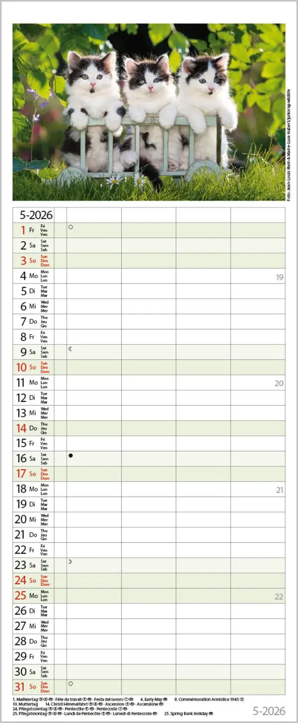 Bild: 9783731890263 | Auf Samtpfoten durch's Jahr 2026 | Verlag Korsch | Kalender | 14 S.