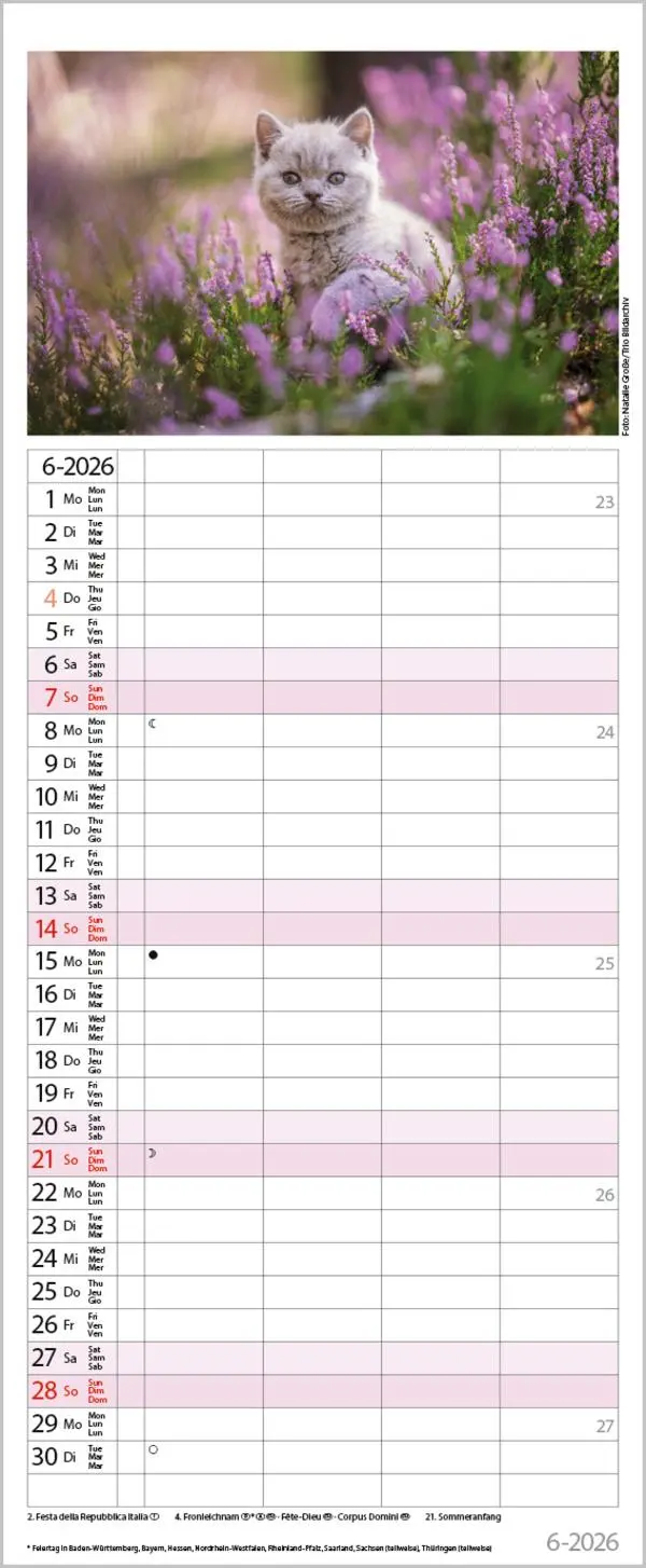 Bild: 9783731890263 | Auf Samtpfoten durch's Jahr 2026 | Verlag Korsch | Kalender | 14 S.