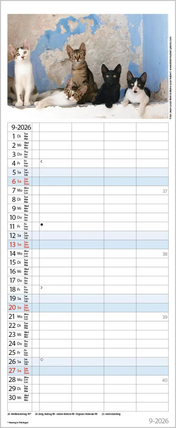 Bild: 9783731890263 | Auf Samtpfoten durch's Jahr 2026 | Verlag Korsch | Kalender | 14 S.