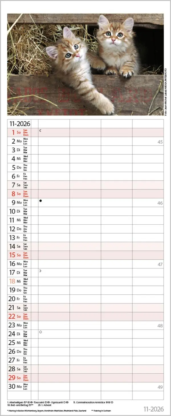Bild: 9783731890263 | Auf Samtpfoten durch's Jahr 2026 | Verlag Korsch | Kalender | 14 S.