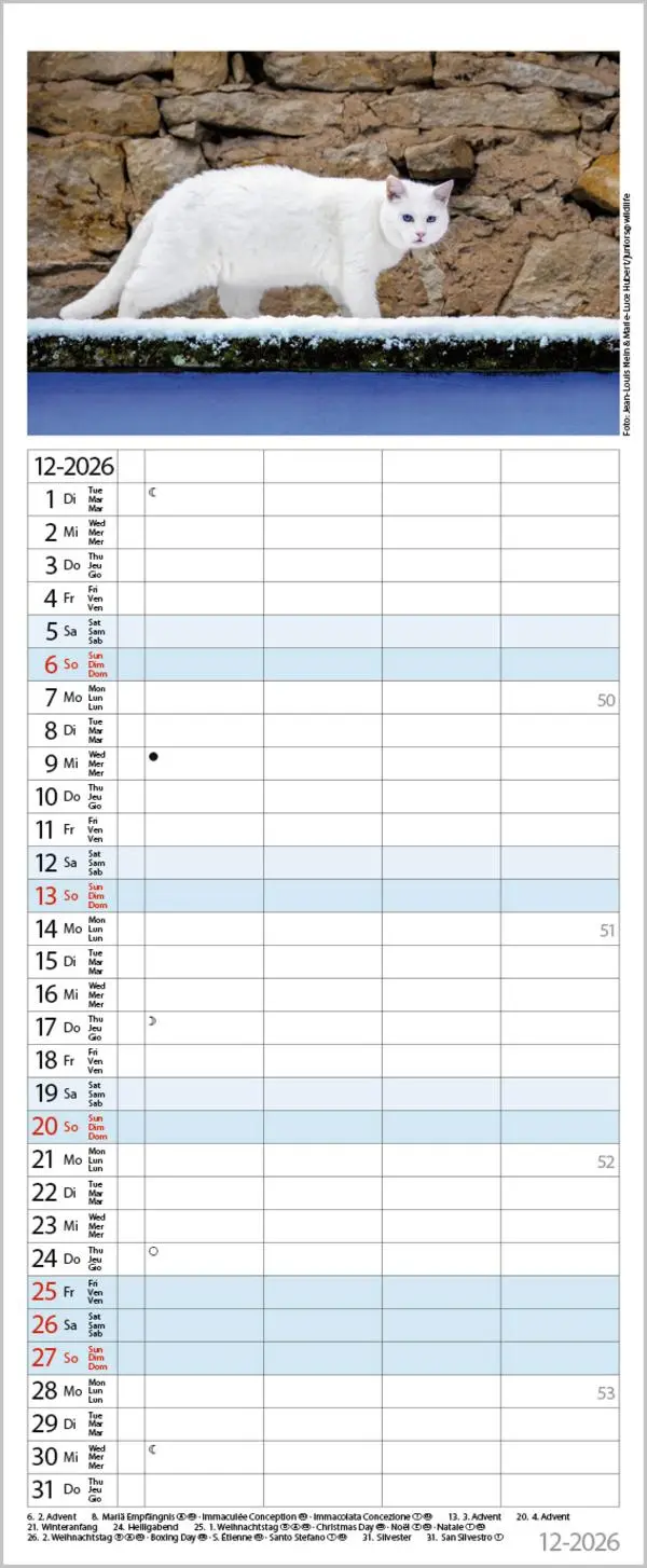 Bild: 9783731890263 | Auf Samtpfoten durch's Jahr 2026 | Verlag Korsch | Kalender | 14 S.