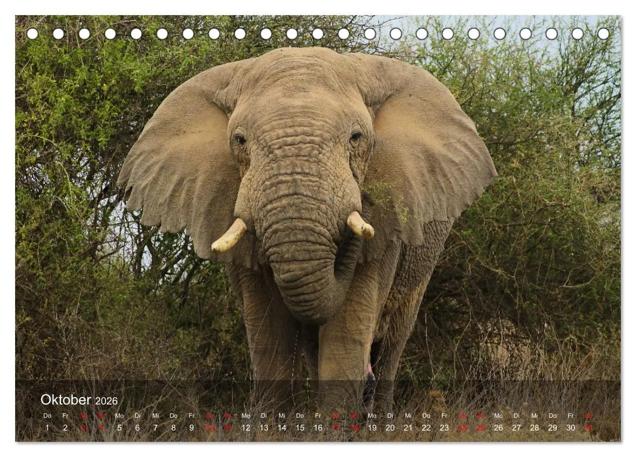 Bild: 9783457650363 | Ostafrika - Tansania und Kenia hautnah (Tischkalender 2026 DIN A5...