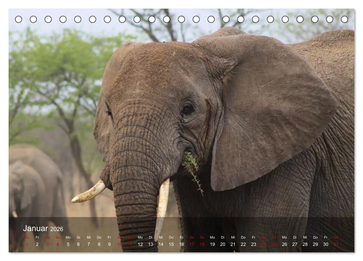 Bild: 9783457650363 | Ostafrika - Tansania und Kenia hautnah (Tischkalender 2026 DIN A5...