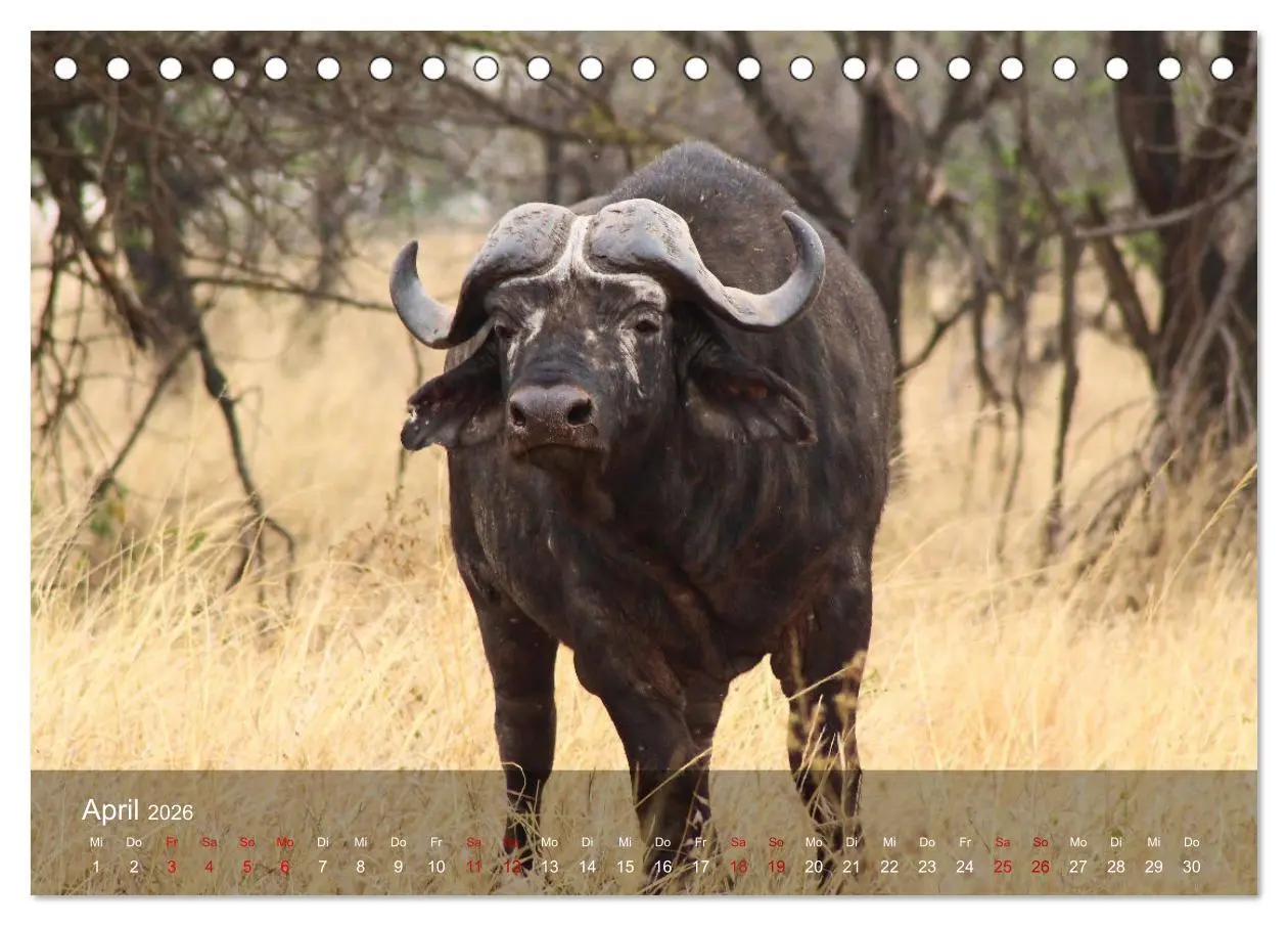 Bild: 9783457650363 | Ostafrika - Tansania und Kenia hautnah (Tischkalender 2026 DIN A5...