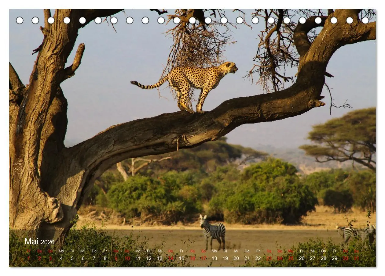 Bild: 9783457650363 | Ostafrika - Tansania und Kenia hautnah (Tischkalender 2026 DIN A5...