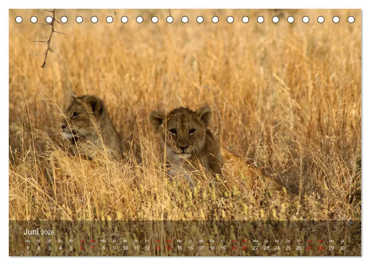 Bild: 9783457650363 | Ostafrika - Tansania und Kenia hautnah (Tischkalender 2026 DIN A5...