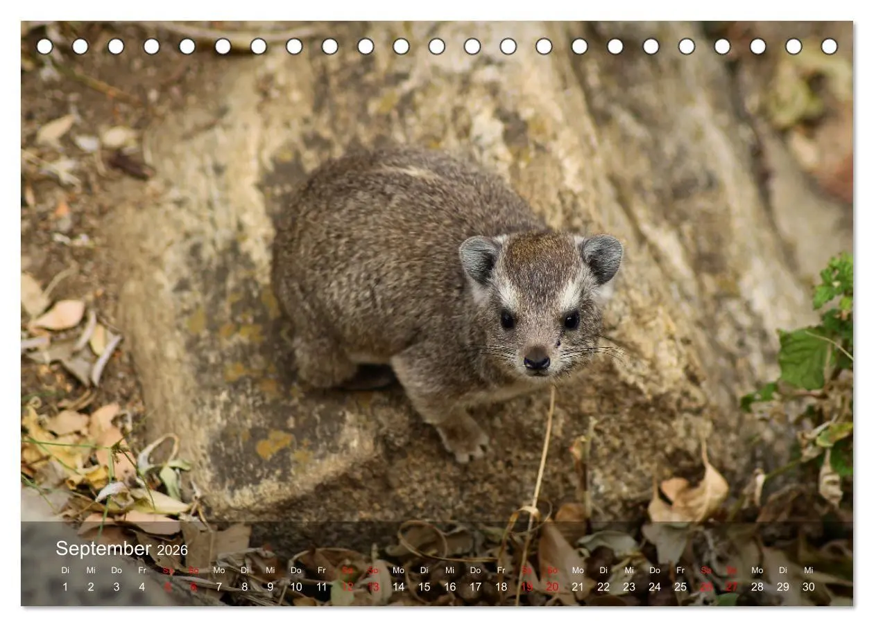 Bild: 9783457650363 | Ostafrika - Tansania und Kenia hautnah (Tischkalender 2026 DIN A5...