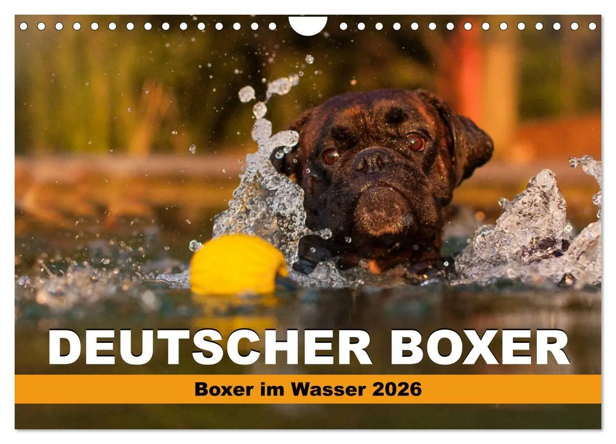 Cover: 9783516120363 | Deutscher Boxer - Boxer im Wasser 2026 (Wandkalender 2026 DIN A4...