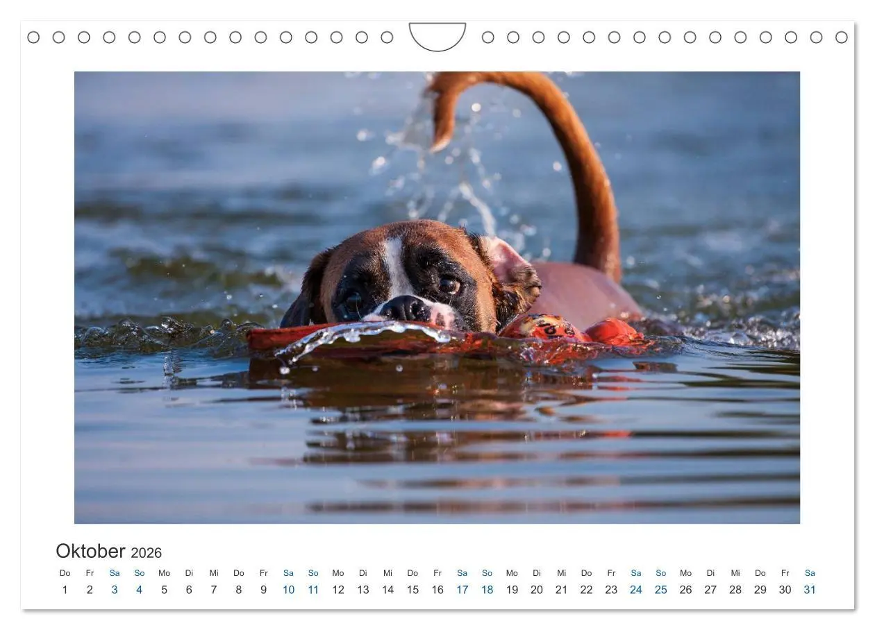 Bild: 9783516120363 | Deutscher Boxer - Boxer im Wasser 2026 (Wandkalender 2026 DIN A4...