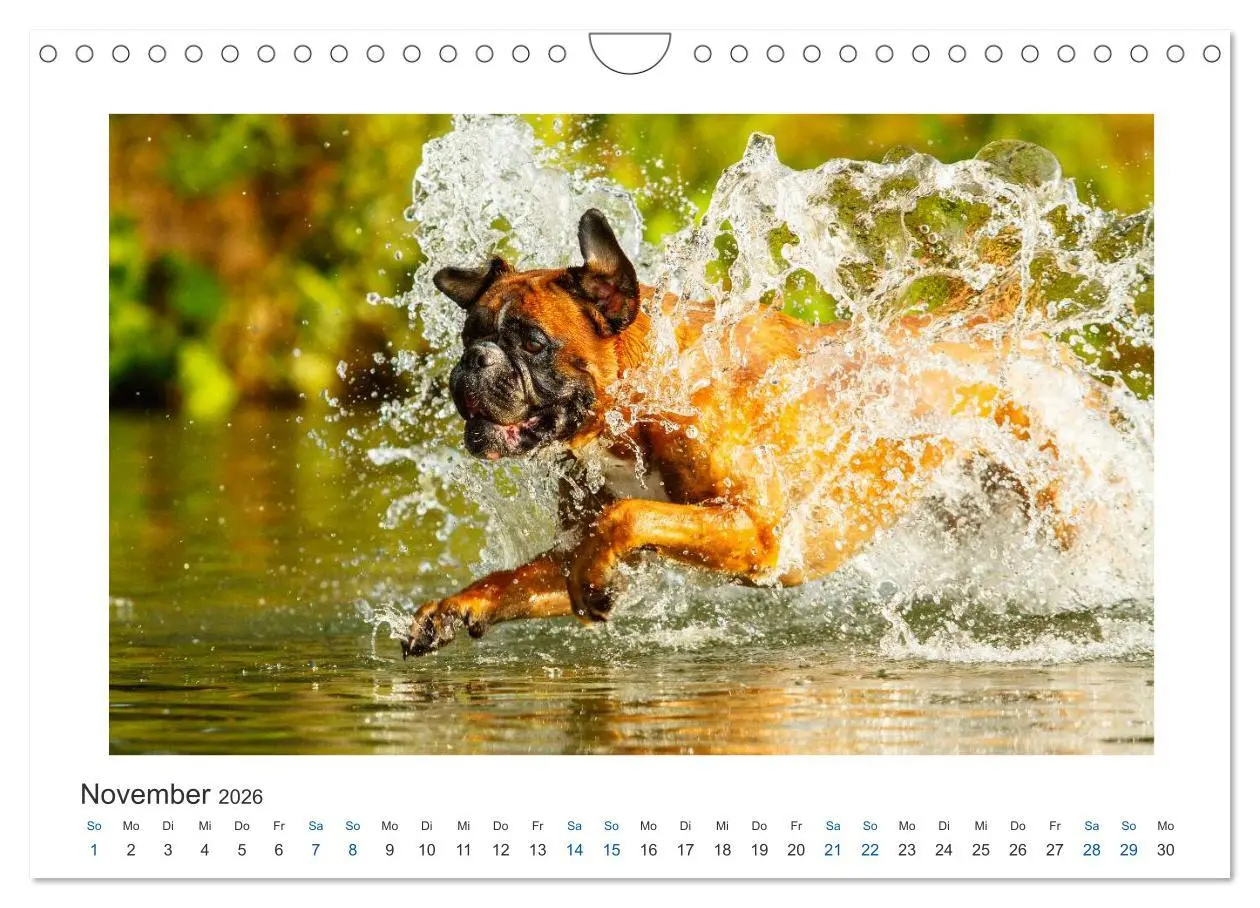 Bild: 9783516120363 | Deutscher Boxer - Boxer im Wasser 2026 (Wandkalender 2026 DIN A4...