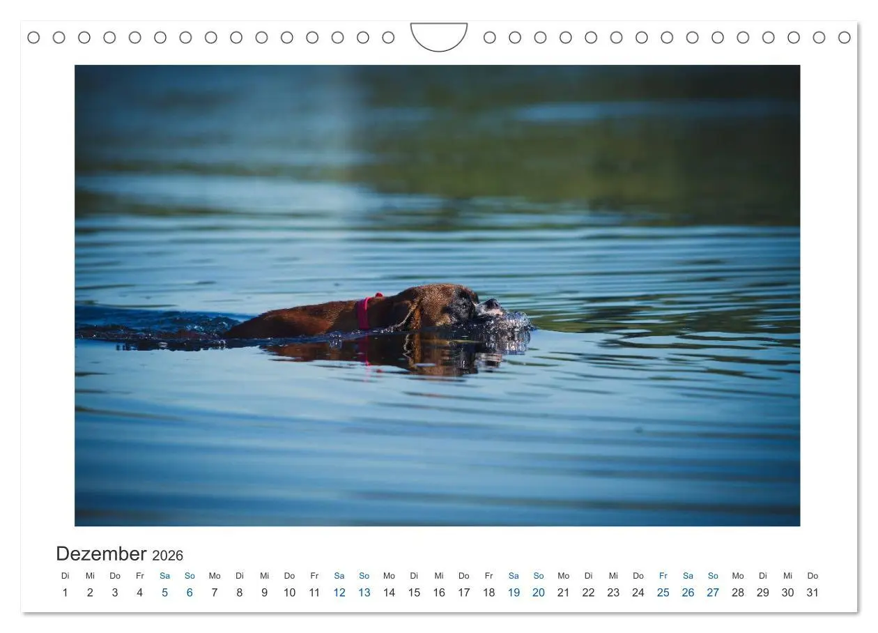 Bild: 9783516120363 | Deutscher Boxer - Boxer im Wasser 2026 (Wandkalender 2026 DIN A4...