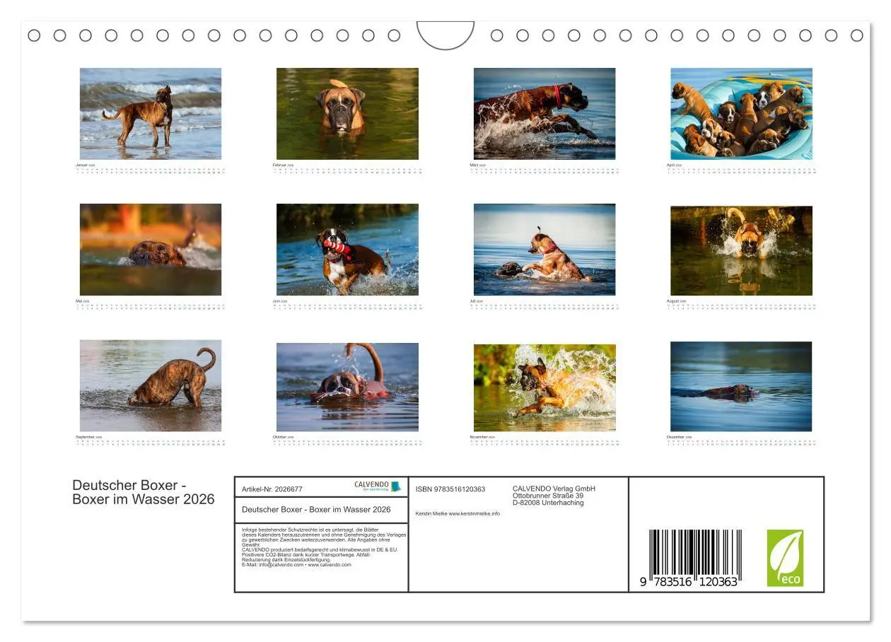 Bild: 9783516120363 | Deutscher Boxer - Boxer im Wasser 2026 (Wandkalender 2026 DIN A4...