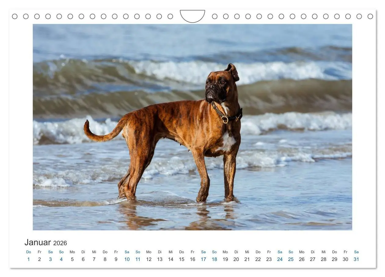 Bild: 9783516120363 | Deutscher Boxer - Boxer im Wasser 2026 (Wandkalender 2026 DIN A4...