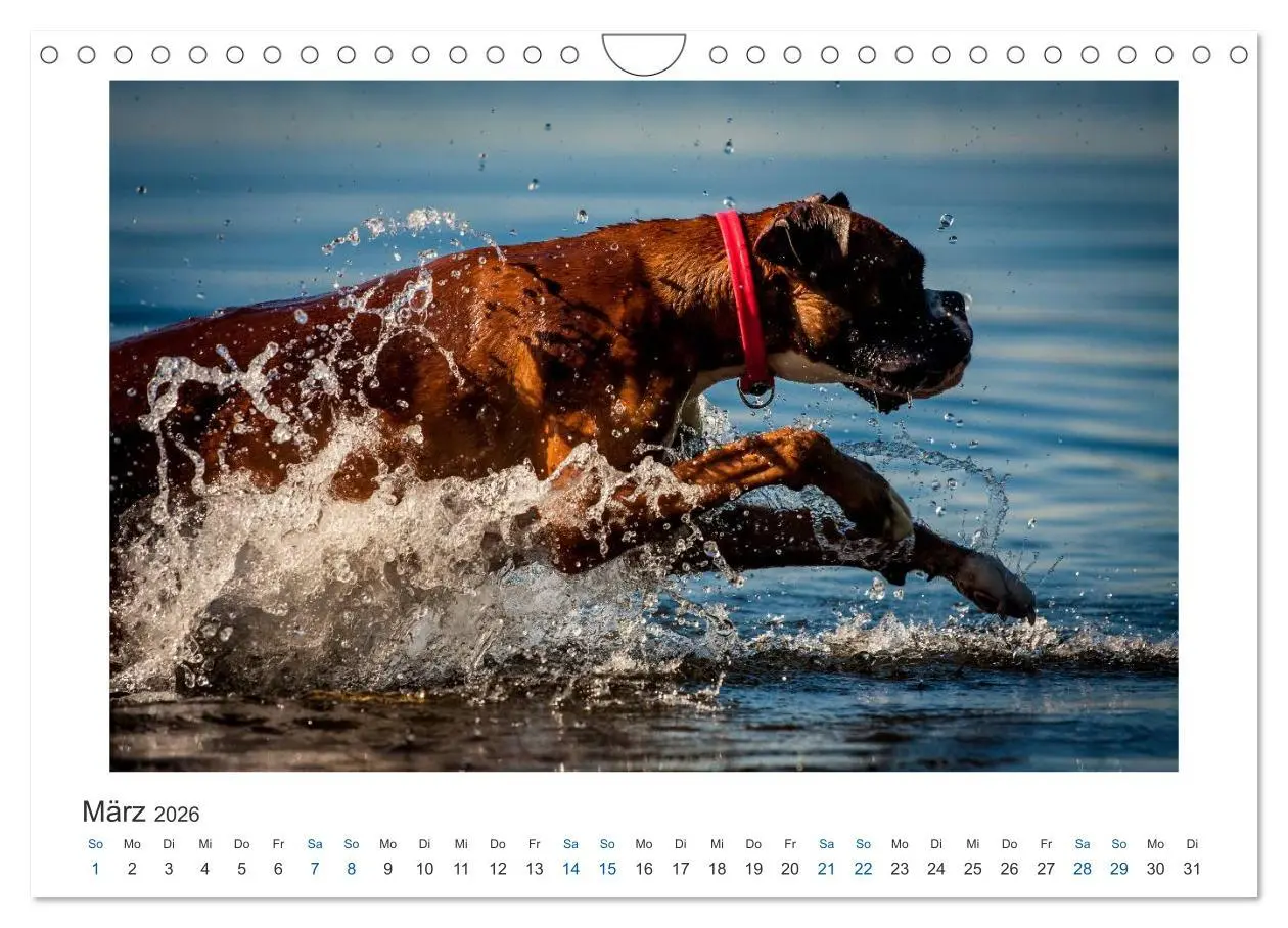 Bild: 9783516120363 | Deutscher Boxer - Boxer im Wasser 2026 (Wandkalender 2026 DIN A4...