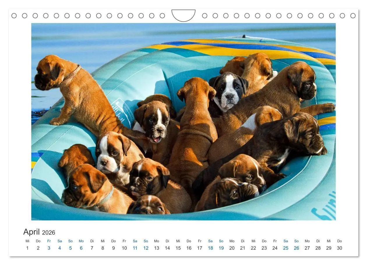 Bild: 9783516120363 | Deutscher Boxer - Boxer im Wasser 2026 (Wandkalender 2026 DIN A4...