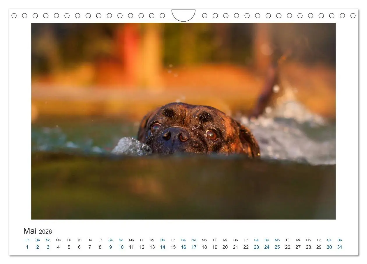 Bild: 9783516120363 | Deutscher Boxer - Boxer im Wasser 2026 (Wandkalender 2026 DIN A4...
