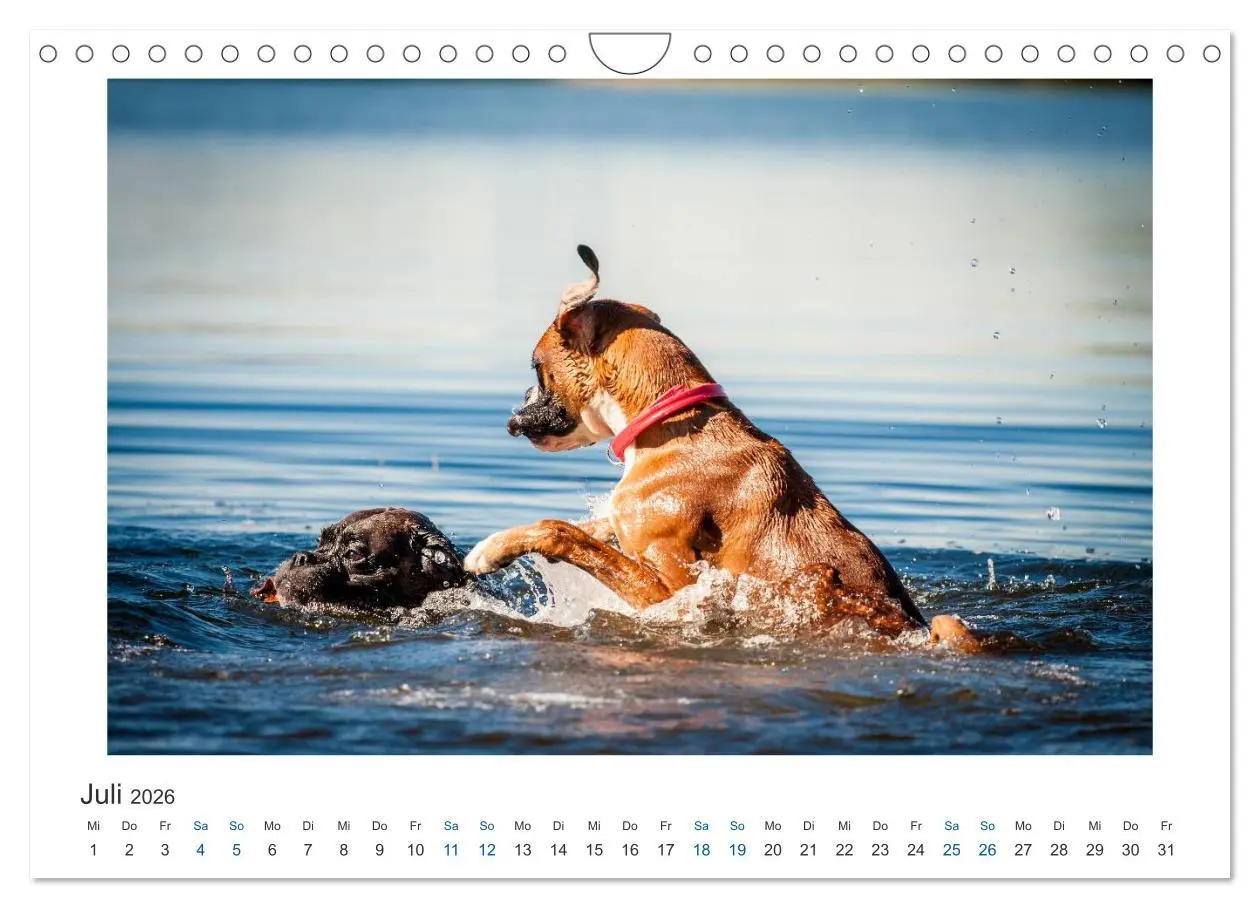 Bild: 9783516120363 | Deutscher Boxer - Boxer im Wasser 2026 (Wandkalender 2026 DIN A4...