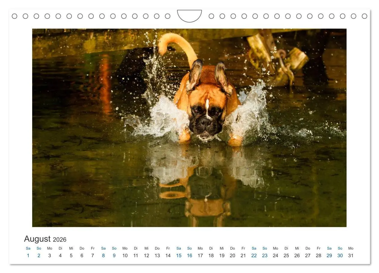 Bild: 9783516120363 | Deutscher Boxer - Boxer im Wasser 2026 (Wandkalender 2026 DIN A4...