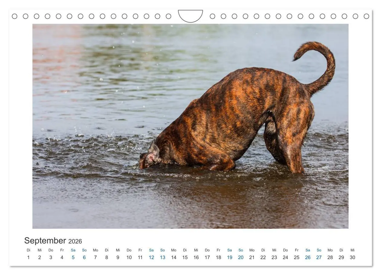 Bild: 9783516120363 | Deutscher Boxer - Boxer im Wasser 2026 (Wandkalender 2026 DIN A4...