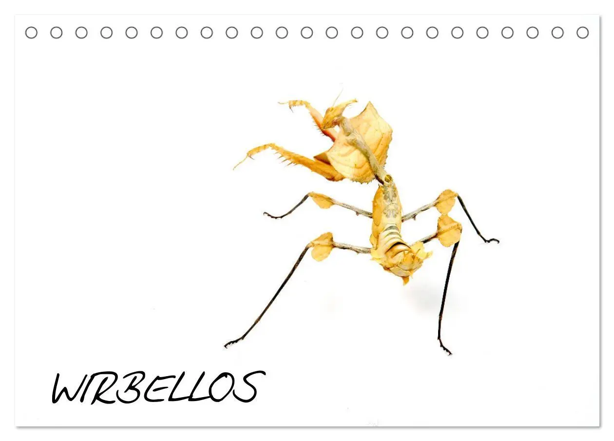 Cover: 9783457710463 | WIRBELLOS (Tischkalender 2026 DIN A5 quer), CALVENDO Monatskalender