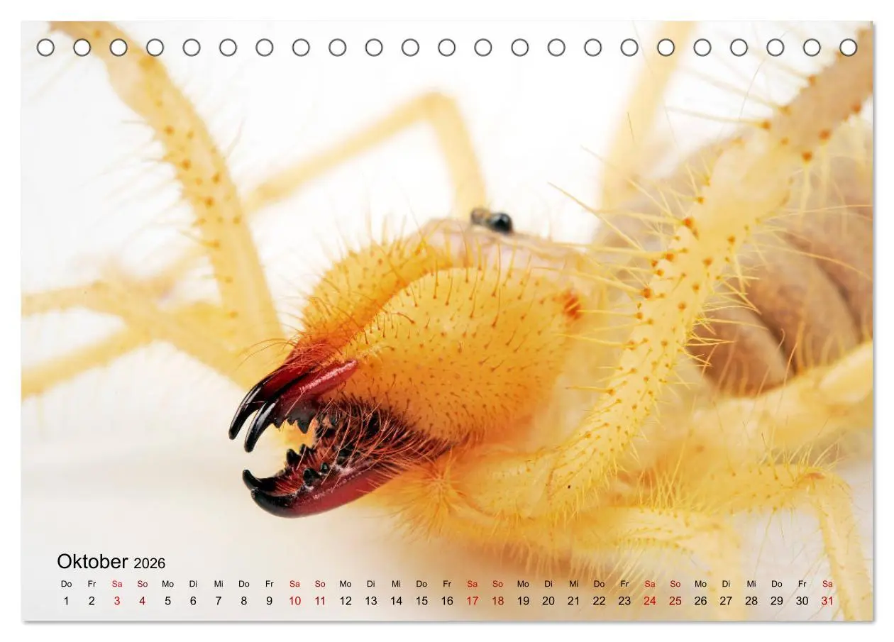Bild: 9783457710463 | WIRBELLOS (Tischkalender 2026 DIN A5 quer), CALVENDO Monatskalender