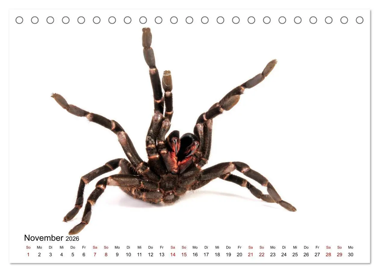 Bild: 9783457710463 | WIRBELLOS (Tischkalender 2026 DIN A5 quer), CALVENDO Monatskalender