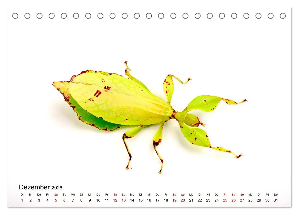 Bild: 9783457710463 | WIRBELLOS (Tischkalender 2026 DIN A5 quer), CALVENDO Monatskalender