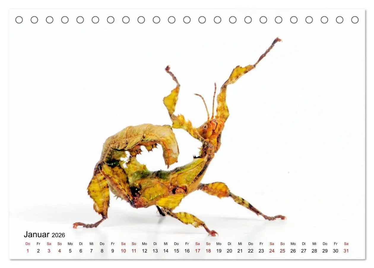 Bild: 9783457710463 | WIRBELLOS (Tischkalender 2026 DIN A5 quer), CALVENDO Monatskalender