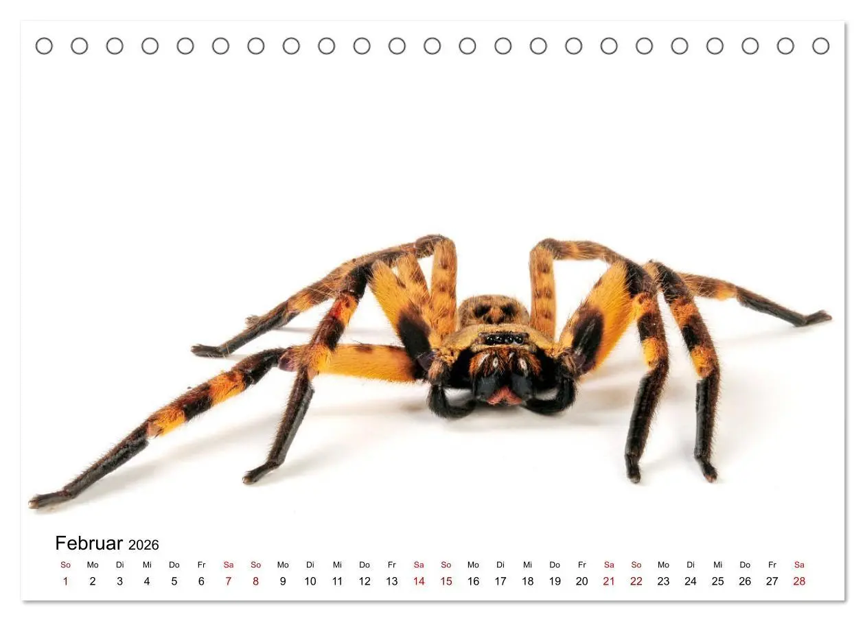 Bild: 9783457710463 | WIRBELLOS (Tischkalender 2026 DIN A5 quer), CALVENDO Monatskalender
