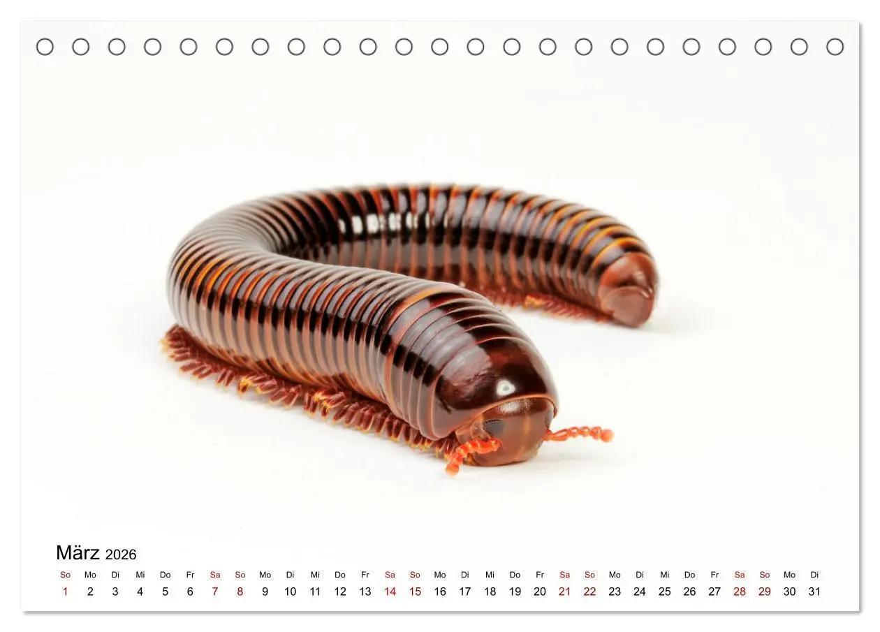 Bild: 9783457710463 | WIRBELLOS (Tischkalender 2026 DIN A5 quer), CALVENDO Monatskalender