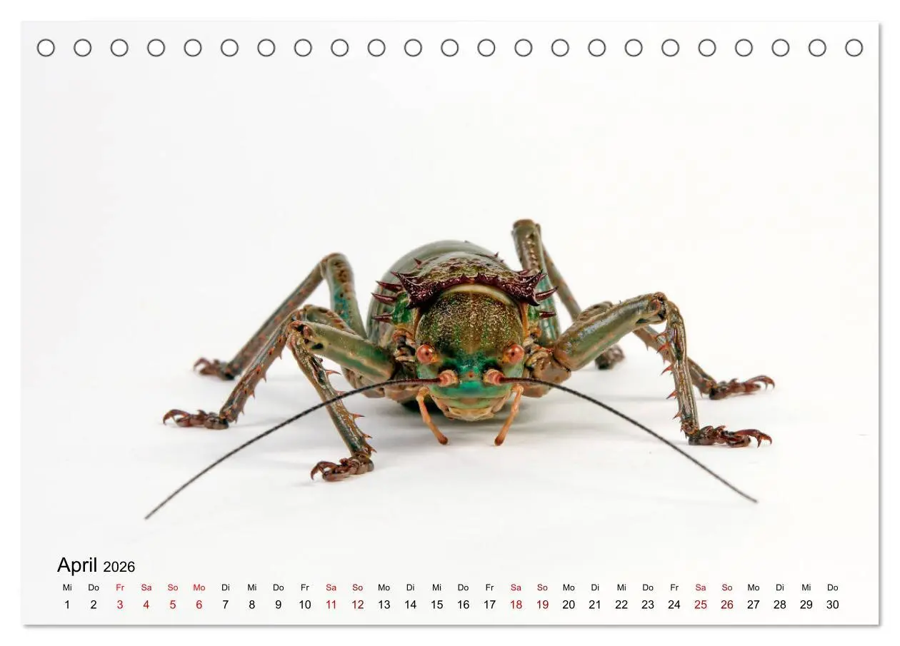 Bild: 9783457710463 | WIRBELLOS (Tischkalender 2026 DIN A5 quer), CALVENDO Monatskalender