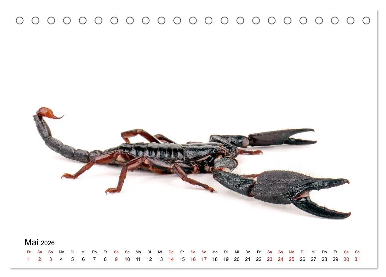 Bild: 9783457710463 | WIRBELLOS (Tischkalender 2026 DIN A5 quer), CALVENDO Monatskalender