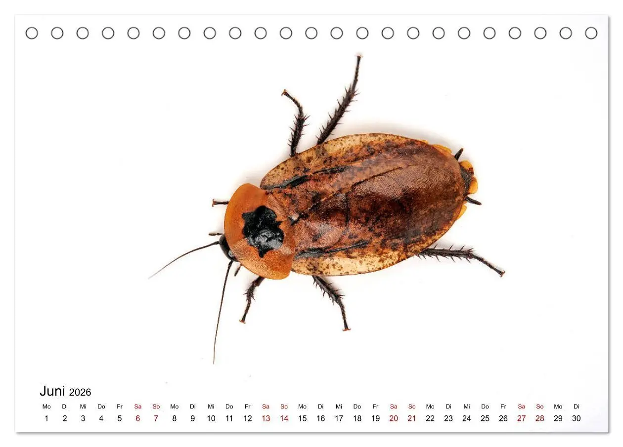 Bild: 9783457710463 | WIRBELLOS (Tischkalender 2026 DIN A5 quer), CALVENDO Monatskalender