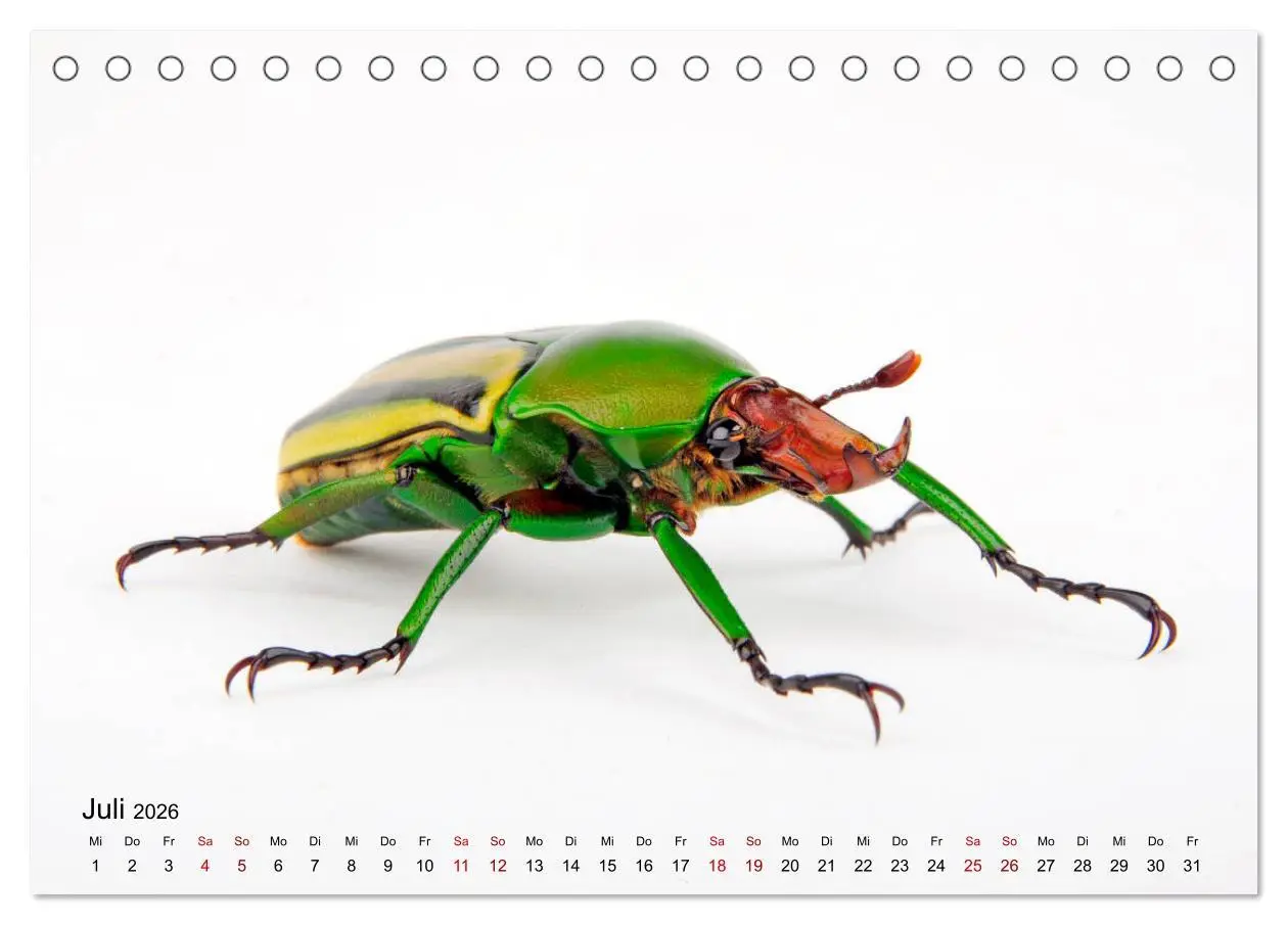 Bild: 9783457710463 | WIRBELLOS (Tischkalender 2026 DIN A5 quer), CALVENDO Monatskalender