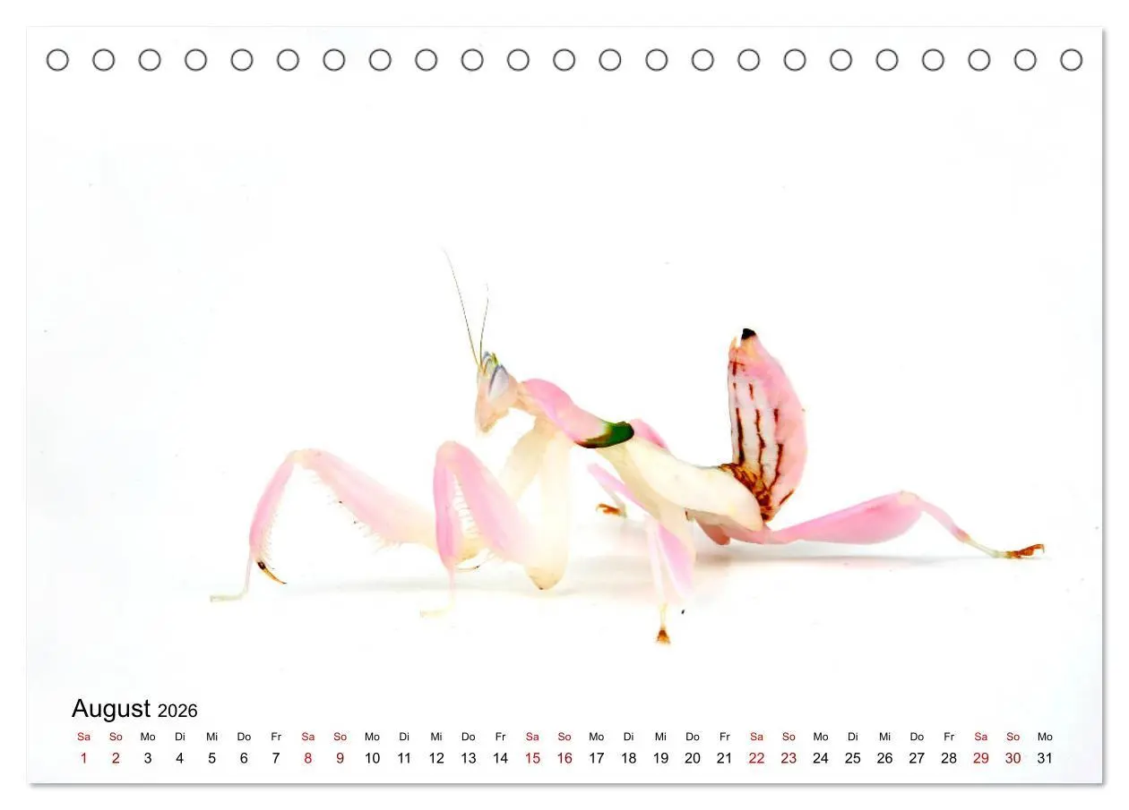Bild: 9783457710463 | WIRBELLOS (Tischkalender 2026 DIN A5 quer), CALVENDO Monatskalender
