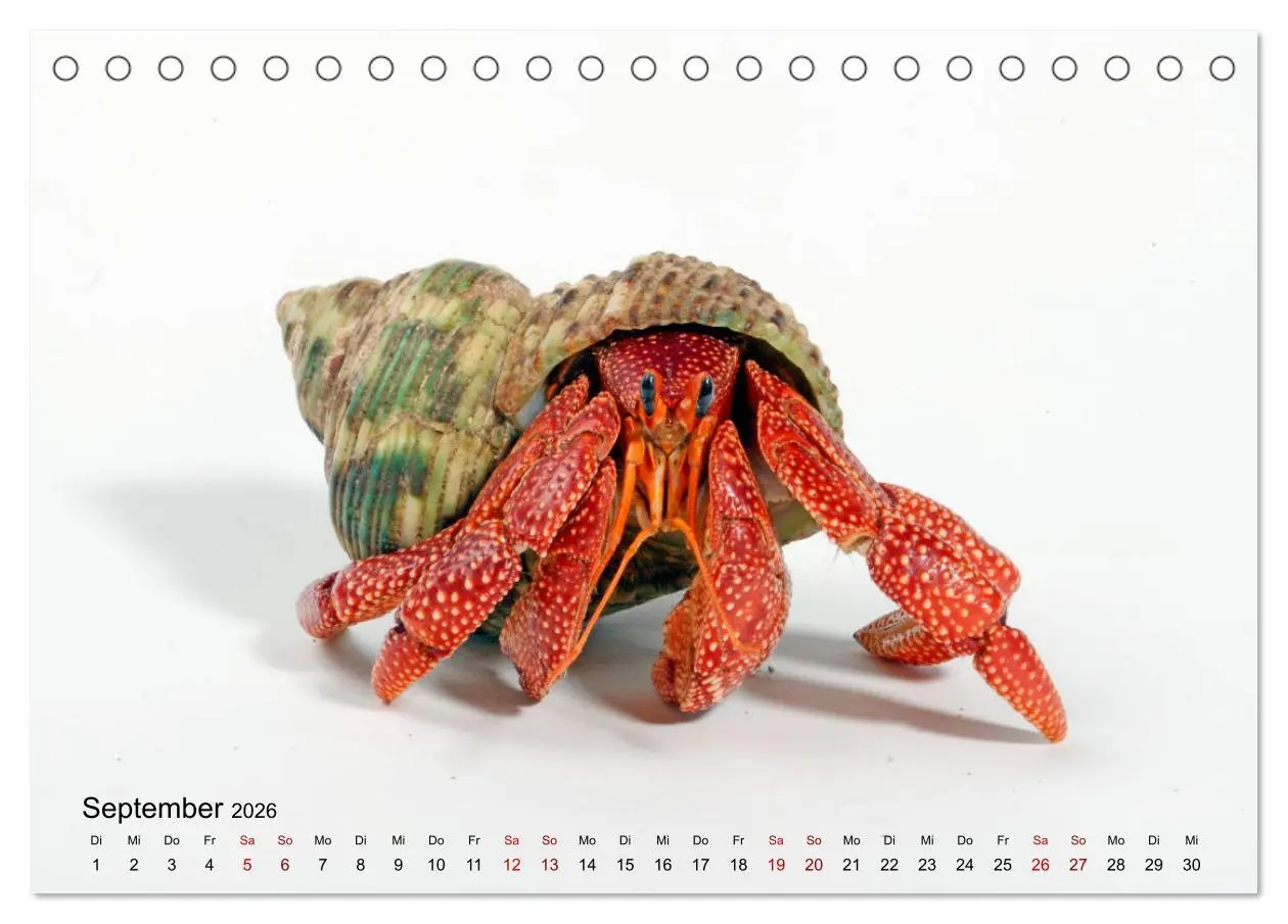 Bild: 9783457710463 | WIRBELLOS (Tischkalender 2026 DIN A5 quer), CALVENDO Monatskalender