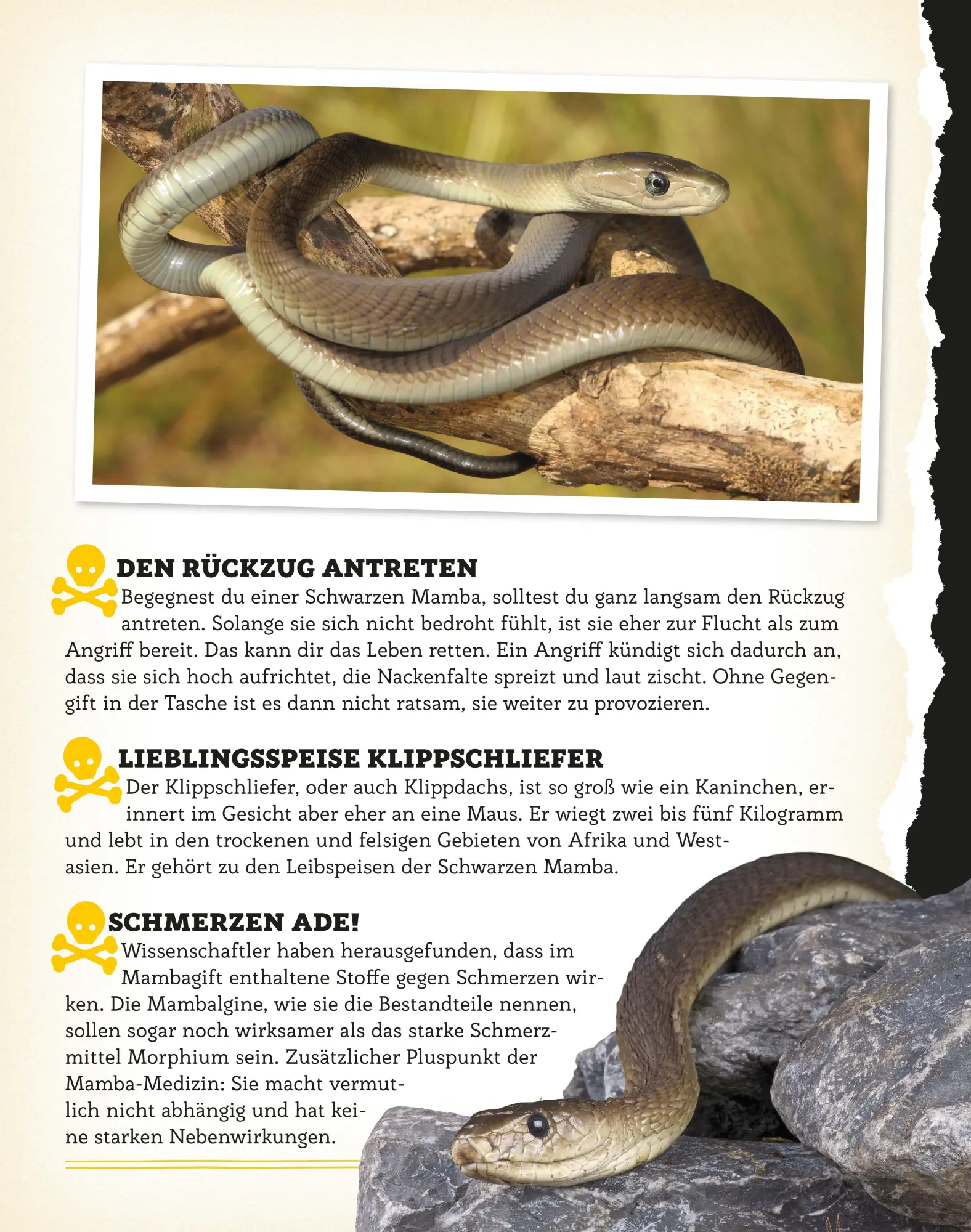 Bild: 9783790100563 | Bissig, giftig, tödlich! | Die gefährlichsten Tiere der Welt | Küntzel