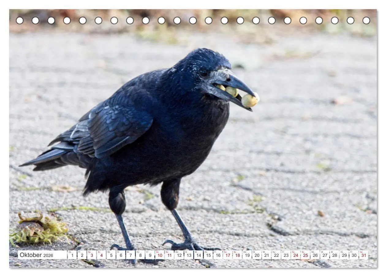 Bild: 9783457550663 | Rabenvögel - ganz nah (Tischkalender 2026 DIN A5 quer), CALVENDO...
