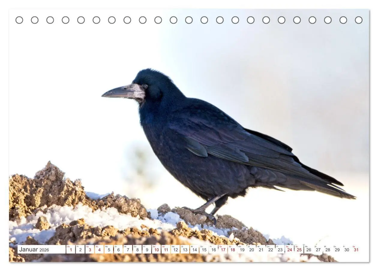 Bild: 9783457550663 | Rabenvögel - ganz nah (Tischkalender 2026 DIN A5 quer), CALVENDO...