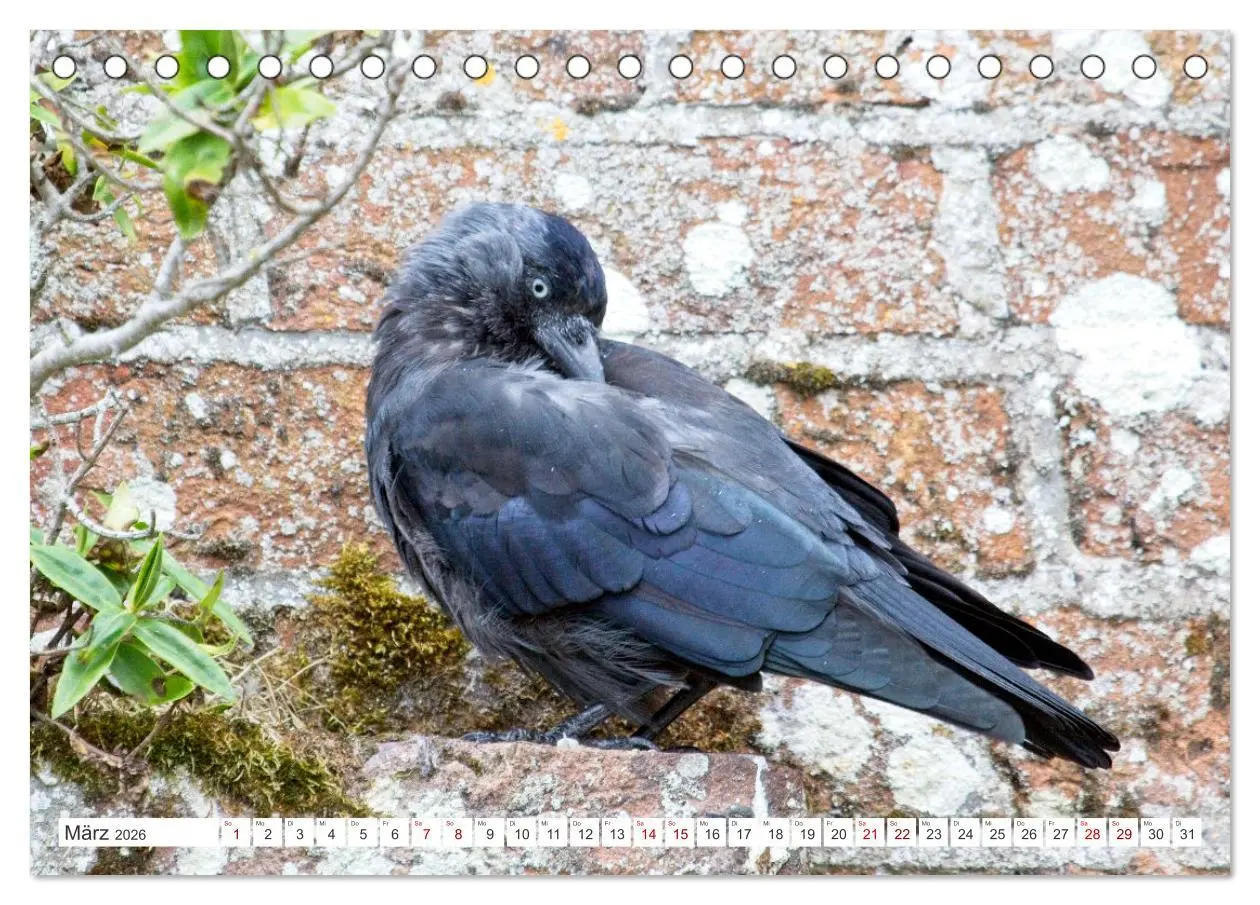 Bild: 9783457550663 | Rabenvögel - ganz nah (Tischkalender 2026 DIN A5 quer), CALVENDO...
