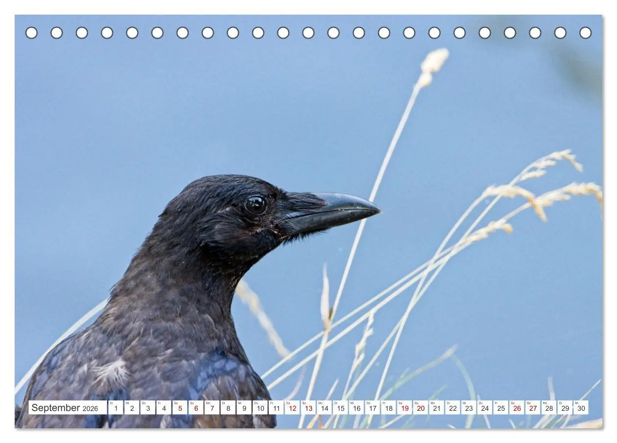 Bild: 9783457550663 | Rabenvögel - ganz nah (Tischkalender 2026 DIN A5 quer), CALVENDO...