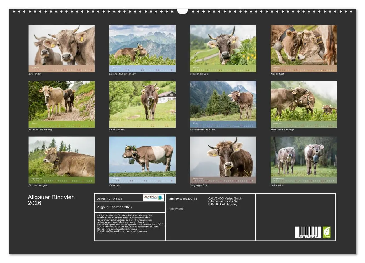 Bild: 9783457300763 | Allgäuer Rindvieh 2026 (Wandkalender 2026 DIN A2 quer), CALVENDO...