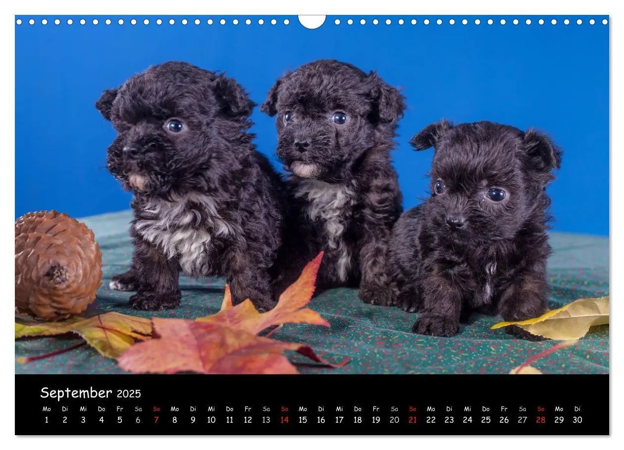 Bild: 9783435750863 | Bolonka Welpenstube (Wandkalender 2025 DIN A3 quer), CALVENDO...