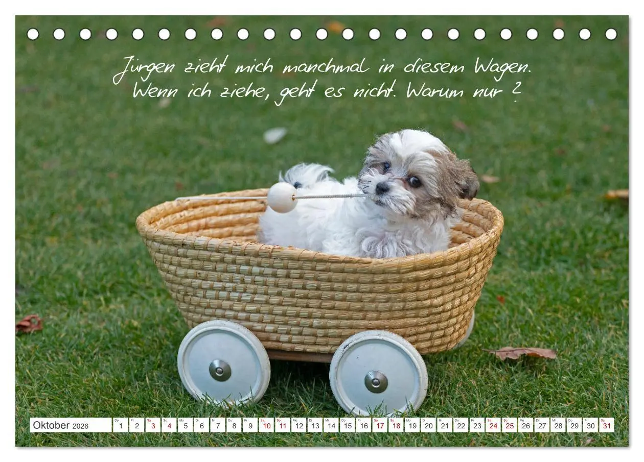 Bild: 9783457600863 | Hallo, ich bin Lilly (Tischkalender 2026 DIN A5 quer), CALVENDO...